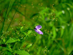 Violet Flower