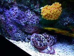 White and Violet speckled Puffer Fish