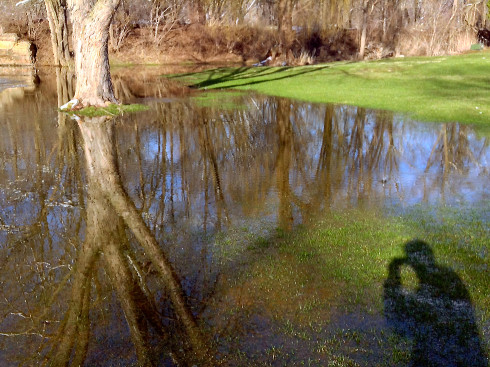 A tree rising over a flooded field