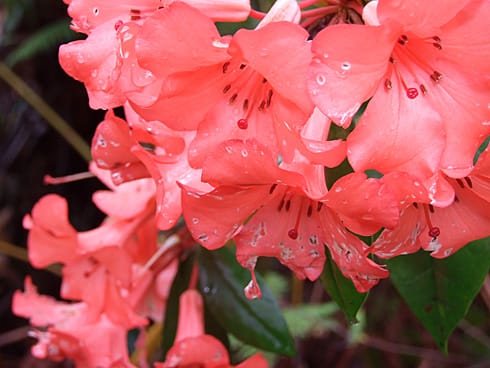 Pink Hawaiian Flowers