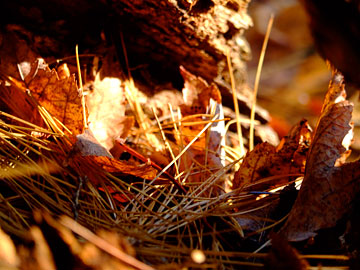 Fiery Orange Leaves Fiery Orange Leaves