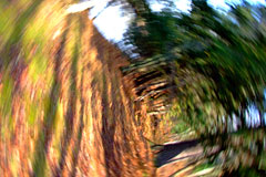 Forest Path Rotating Vortex Forest Path Rotating Vortex