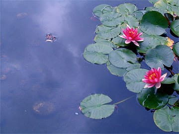 Pink Lotuses on pond reflecting the sky