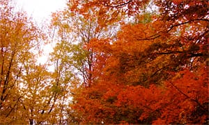 Warm Autumn Sun shining thru Maple Trees