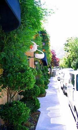 A Beautiful Cultivated Sidewalk in Ashland overflowing with greenery