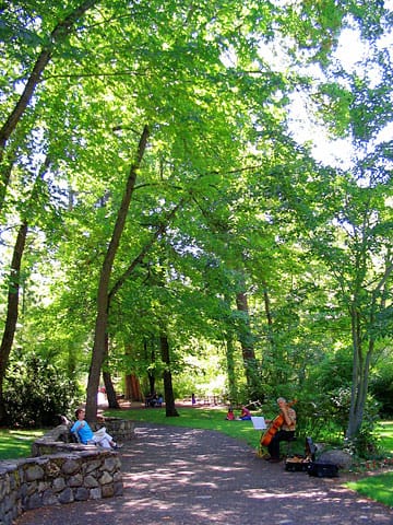 Man playing Cello below green park trees