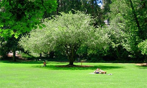 Woman doing yoga beside Red Oak