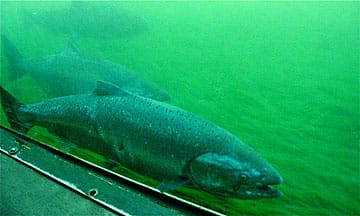 Salmon in Fish Ladder (closeup)