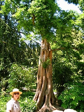 Tour guide standing by rare and towering tree