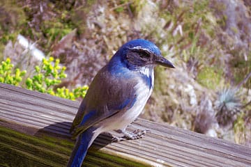 Blue Bird standing on wooden plank