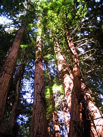 Coast Redwoods (Sequoia sempervirens) towering into the sky