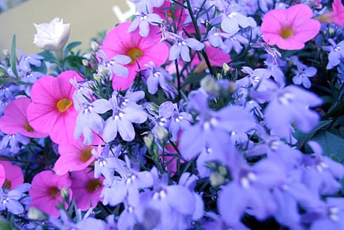 Periwinkle and Pink flowers macro