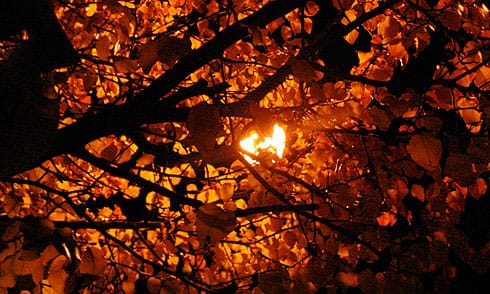 Autumn tree backlit by streetlight