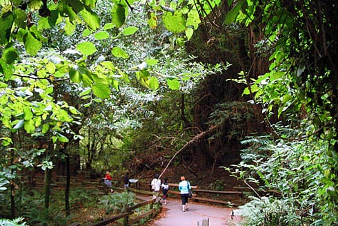 Green leaves above forest path