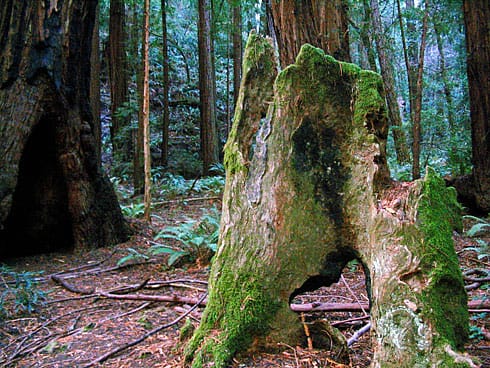 Old Mossy Redwood trunk