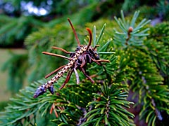 Insect-like Pine Tree Stem Insect-like Pine Tree Stem