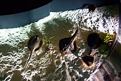 Stingrays seem to fly Stingrays seem to fly