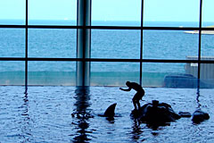 Trainer Feeding Dolphin Trainer Feeding Dolphin
