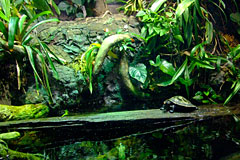 Turtle sitting on Green Log Turtle sitting on Green Log