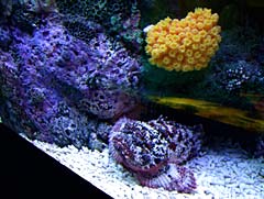 White and Violet speckled Puffer Fish White and Violet speckled Puffer Fish