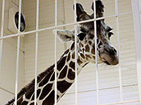 Giraffe Eye Contact