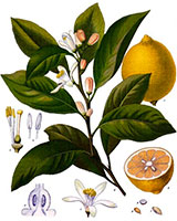 Lemon Tree diagram