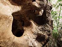 Limestone boulder closeup