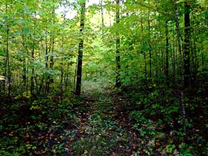 A Natural Path into the Forest A Natural Path into the Forest