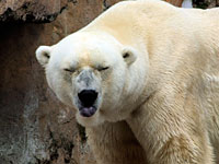 Polar Bear stick his tongue out!