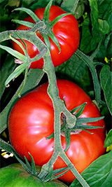 Tomatoes on the Vine